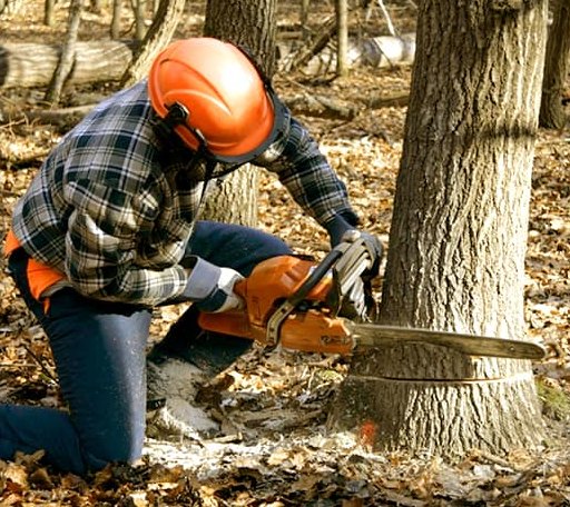 Tree Removal in Muscotah, KS